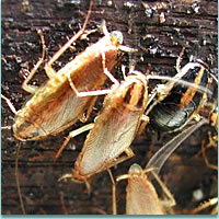 ゴキブリ対策　チャバネゴキブリ